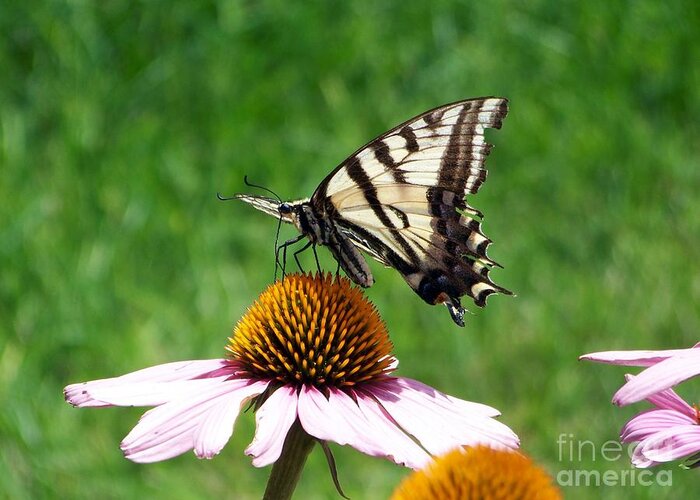 Butterflies Greeting Card featuring the photograph Lunch Time by Dorrene BrownButterfield