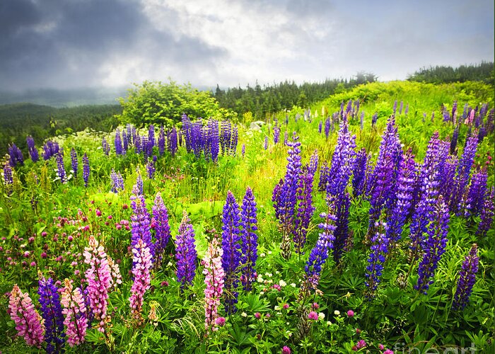 Flowers Greeting Card featuring the photograph Lupin flowers in Newfoundland 1 by Elena Elisseeva