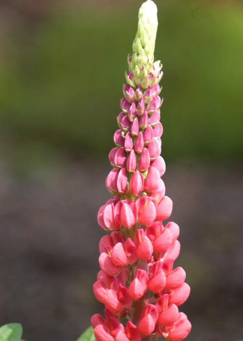 Lupine Greeting Card featuring the photograph Lupine in Pink by Wanda Jesfield