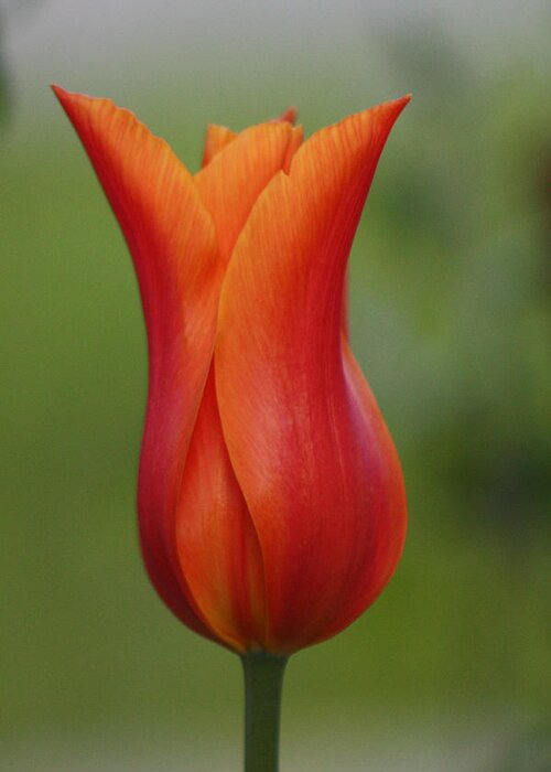 Tulip Greeting Card featuring the photograph Luscious Orange Tulip by Cathie Douglas