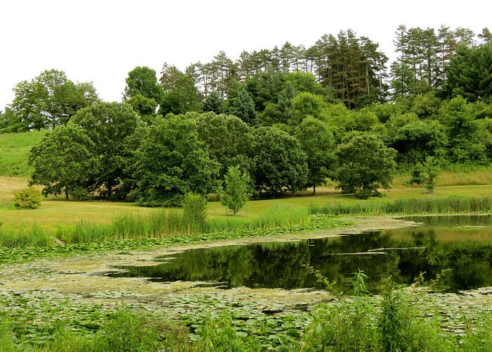 Pond Greeting Card featuring the photograph Lush Green by Azthet Photography