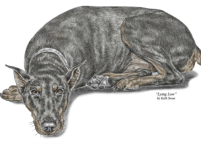 Doberman Greeting Card featuring the drawing Lying Low - Doberman Pinscher Dog Print color tinted by Kelli Swan