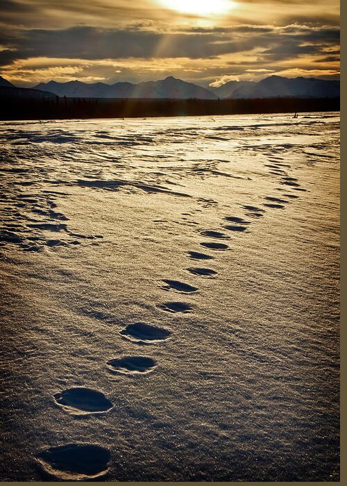Landscape Greeting Card featuring the photograph Lynx Tracks by Fred Denner