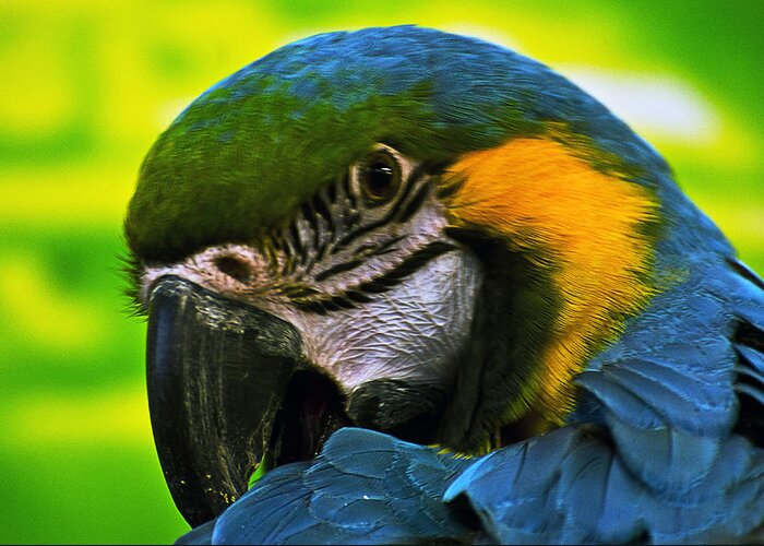 Macaw Greeting Card featuring the photograph Macaw by Cheryl Cencich