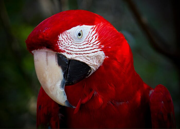 Macaw Greeting Card featuring the photograph Macaw by Mark Andrew Thomas