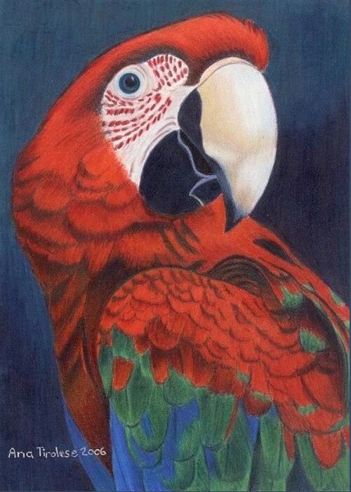 Parrot Greeting Card featuring the drawing Macaw Parrot by Ana Tirolese