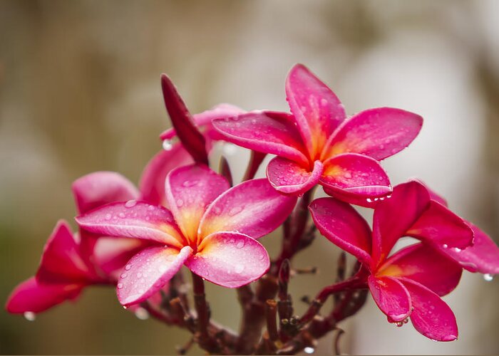 Beautiful Greeting Card featuring the photograph Magenta Plumeria Bunch by Ron Dahlquist