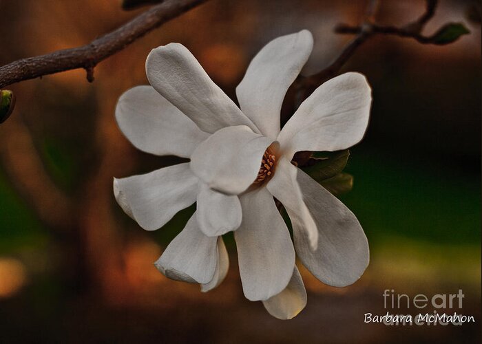 Flowers Greeting Card featuring the photograph Magnolia Bloom by Barbara McMahon