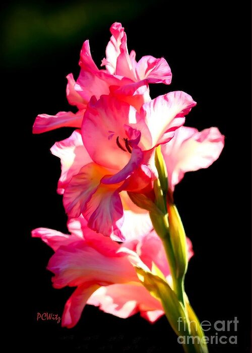 Galadiolus Greeting Card featuring the photograph Majestic Gladiolus by Patrick Witz