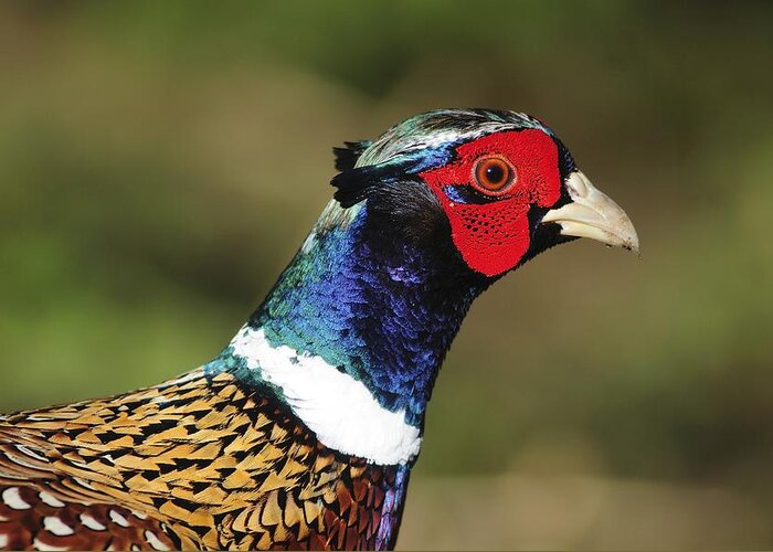 Phasianus Colchicus Greeting Card featuring the photograph Male Common Pheasant by Colin Varndell