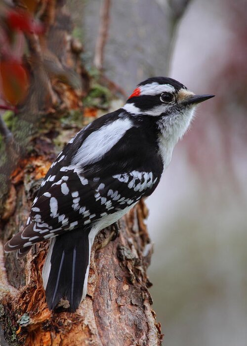 Woodpecker Greeting Card featuring the photograph Male Downy Woodpecker by Bruce J Robinson