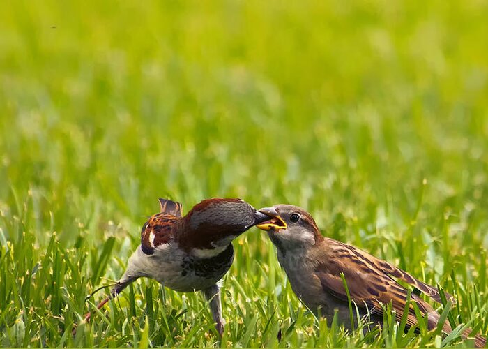 House Sparrow Greeting Card featuring the photograph Male House Sparrow Feeding Female by Bill and Linda Tiepelman