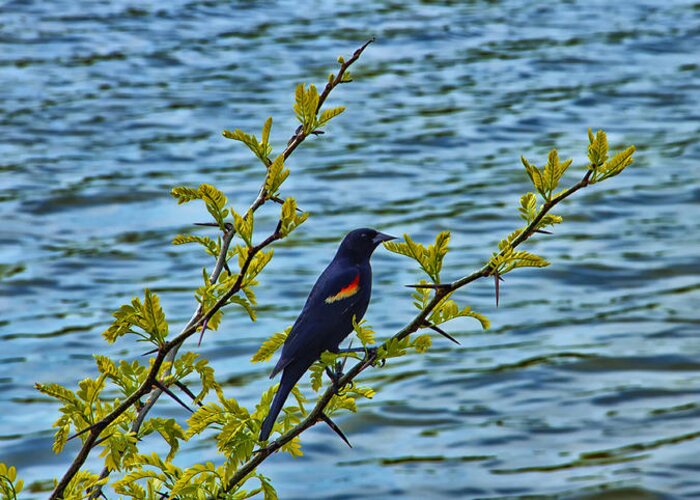 Male Bird Greeting Card featuring the photograph Male Red-Winged Blackbird by Bill and Linda Tiepelman
