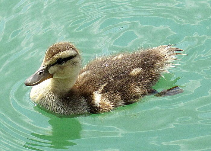 Duckling Greeting Card featuring the photograph Mallard duckling by Life Makes Art