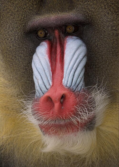 Mandrill Mandrillus Sphinx Adult Male Greeting Card For Sale By San Diego Zoo