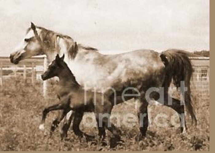 Mare Greeting Card featuring the photograph Mare and Foal by Vonda Lawson-Rosa