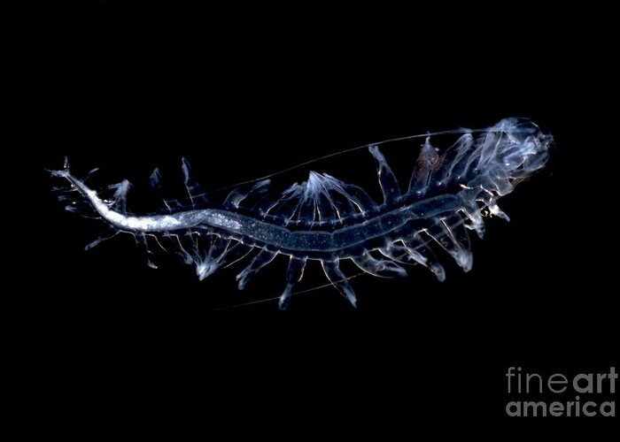 Tomopteris Greeting Card featuring the photograph Marine Worm by Dante Fenolio