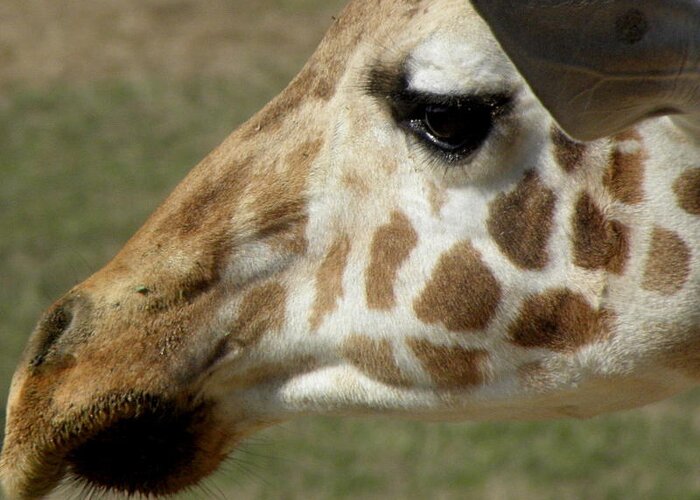 Giraffe Greeting Card featuring the photograph Marks Of Beauty by Kim Galluzzo