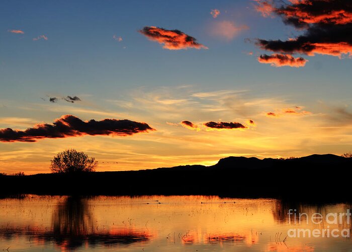 Bosque Del Apache Greeting Card featuring the photograph Marsh Sunset by Val Armstrong