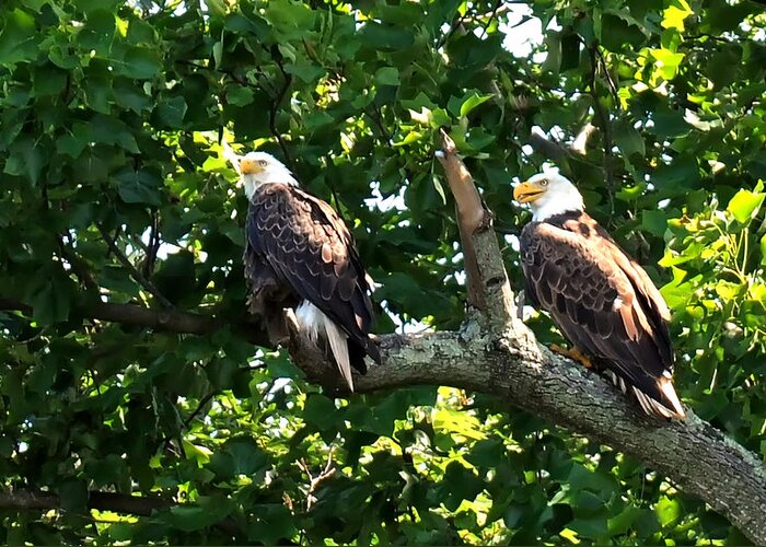 Eagles Mating Greeting Card featuring the photograph Mating Pair by Randall Branham