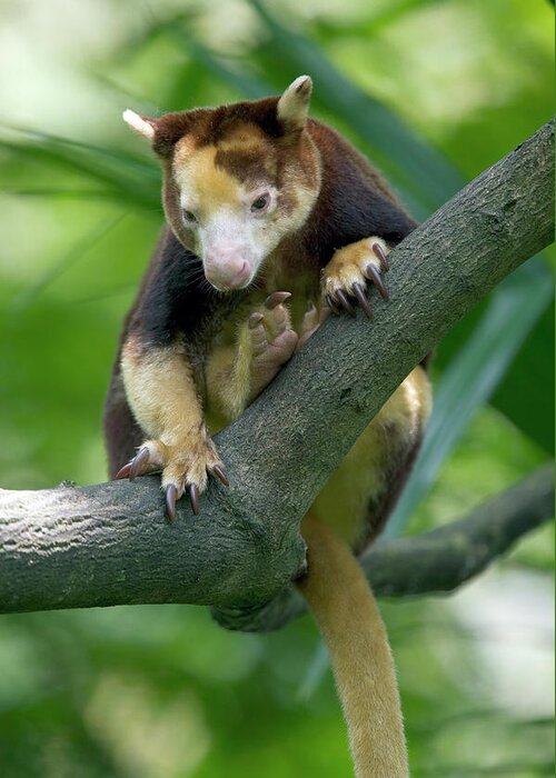 Mp Greeting Card featuring the photograph Matschies Tree Kangaroo Dendrolagus by Cyril Ruoso