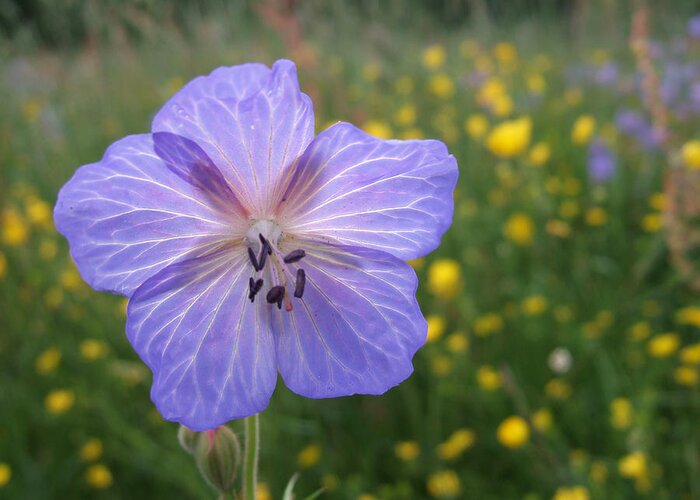 Meadow Cranesbill Greeting Card featuring the photograph Meadow Cranesbill Geranium pratense by Matthias Hauser