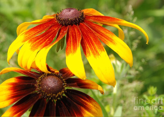 Mexican Sunflower Greeting Card featuring the photograph Mexican Sunflowers by Grace Grogan