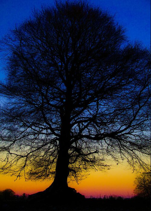 Tree Greeting Card featuring the photograph Midnight Calm by Rob Hemphill