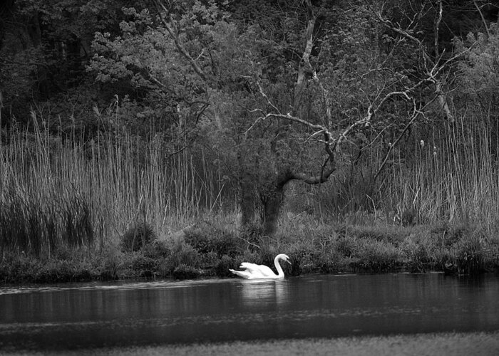 Swan Greeting Card featuring the photograph Midnight Swan by Diane Giurco