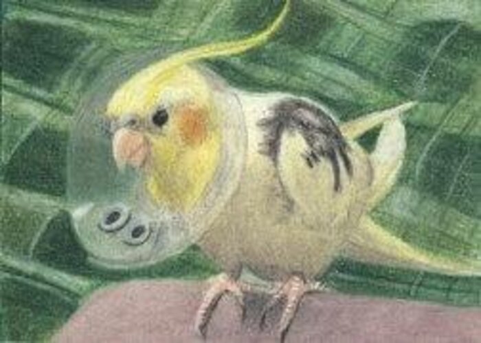Cockatiel Greeting Card featuring the drawing Mitchie's Got an Owie - ACEO by Ana Tirolese