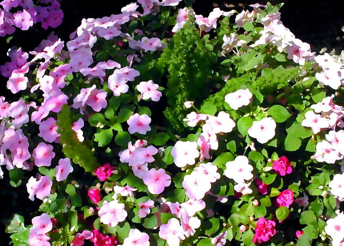 Flower Flowers Garden Impatiens Shady Flora Floral Nature Natural Shady Pink Rose Greeting Card featuring the painting Mixed Impatiens in Dappled Shade by Elaine Plesser