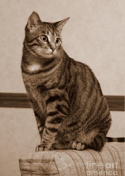 Tabby Cat Greeting Card featuring the photograph Modeling by Kathy White