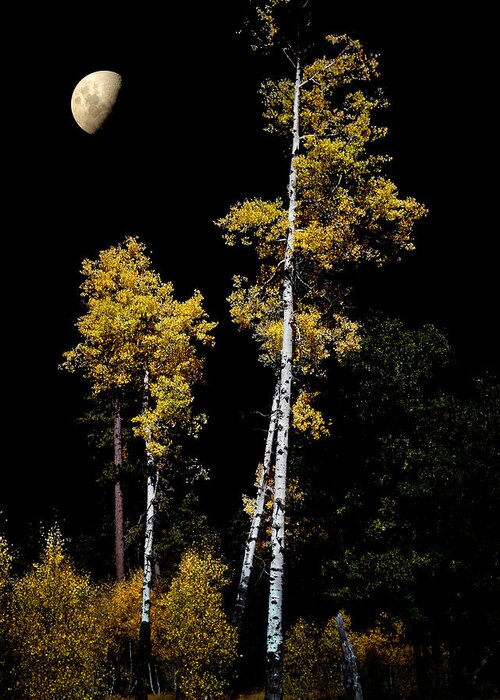 Aspens Greeting Card featuring the photograph Mogollon by Jim Painter