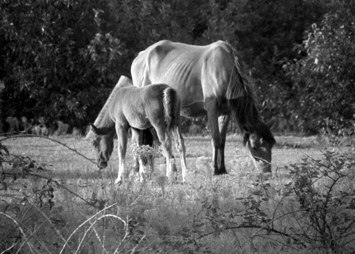Mustangs Greeting Card featuring the photograph Mom and Foal grazing at sunset by Kim Galluzzo