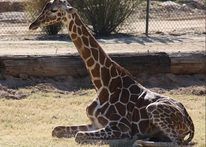 Giraffe Greeting Card featuring the photograph Mommy taking a break by Kim Galluzzo Wozniak
