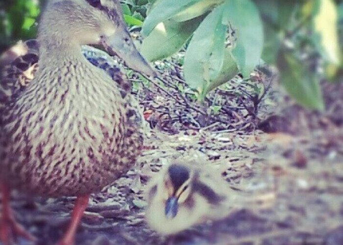 Duck Greeting Card featuring the photograph #mommyandbaby #duck #duckling #nature by Diana Lovett