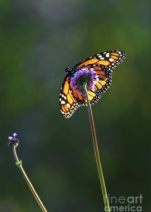 Butterfly Greeting Card featuring the photograph Monarch butterfly 4 by Elena Elisseeva