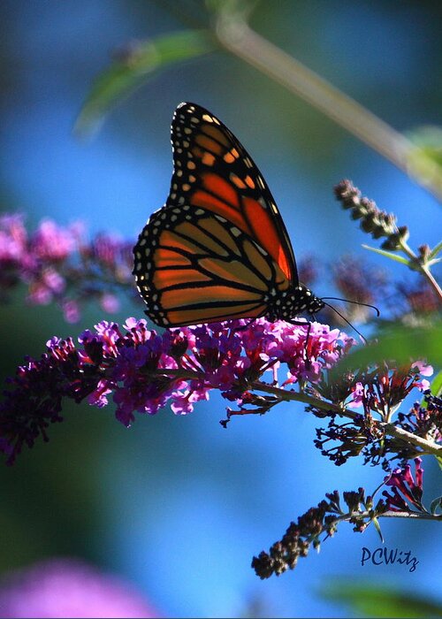 Butterfly Greeting Card featuring the photograph Monarch Butterfly by Patrick Witz
