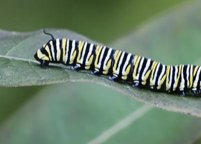 Milkweed Greeting Card featuring the photograph Monarch Caterpillar by Randy Bodkins