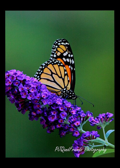 Butterflies Greeting Card featuring the photograph 'Monarch on Buddleia' by PJQandFriends Photography