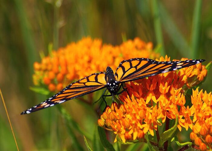 Hovind Michigan Nature Natural Macro butterfly Weed Daisy Daisies Flower Floral Wildflower Orange Wildflowers michigan Wildflowerbutterfly Animal Insect Monarch monarch Butterfly Greeting Card featuring the photograph Monarch on Butterfly Weed by Scott Hovind