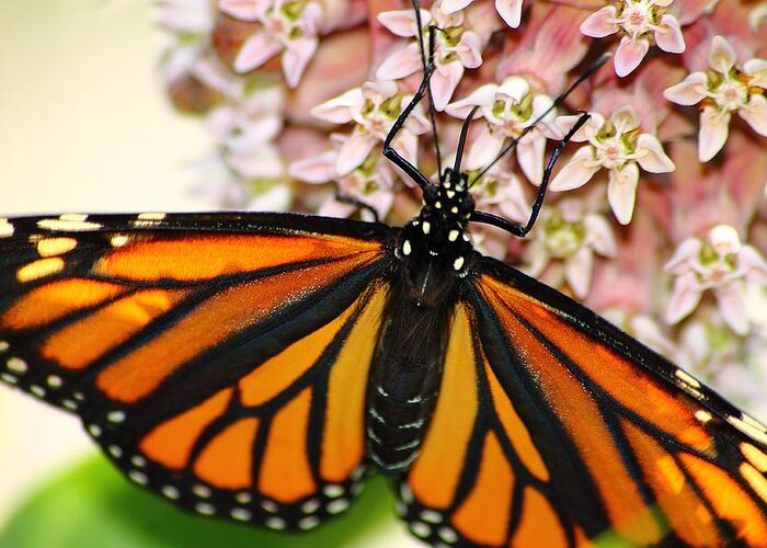 Hovind Greeting Card featuring the photograph Monarch on Milkweed 5 by Scott Hovind