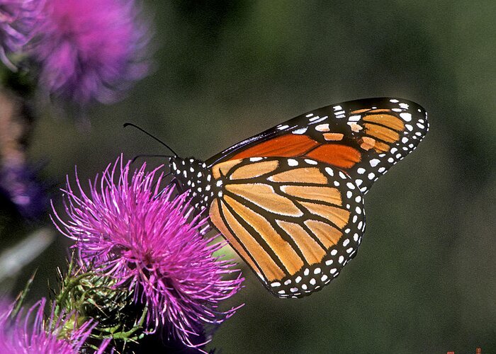 Nature Greeting Card featuring the photograph Monarch on Thistle 13F by Gerry Gantt