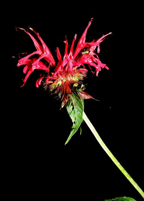 Monarda Bee Balm Greeting Card featuring the photograph Monarda by Kim Galluzzo