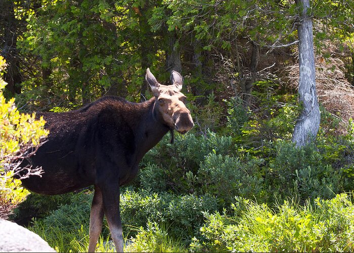 Moose Greeting Card featuring the photograph Moose Baxter State Park 4 by Glenn Gordon