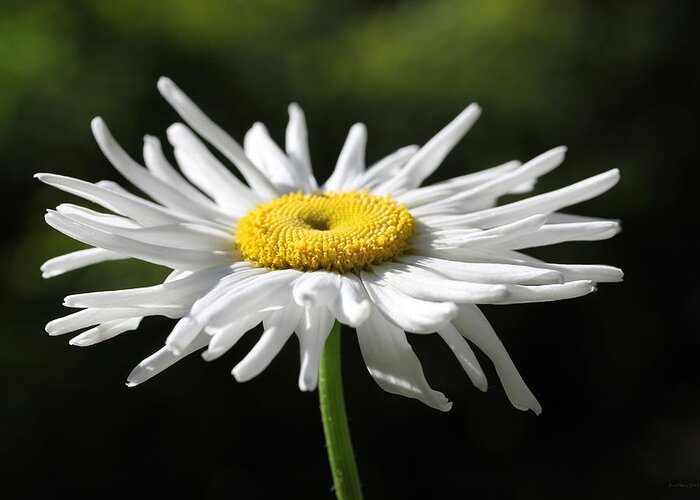 Daisy Greeting Card featuring the photograph Morning Light Shasta Daisy Flower by Jennie Marie Schell
