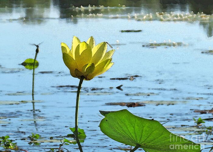 Lotus Greeting Card featuring the photograph Morning Lotus Pond by Deborah Smith