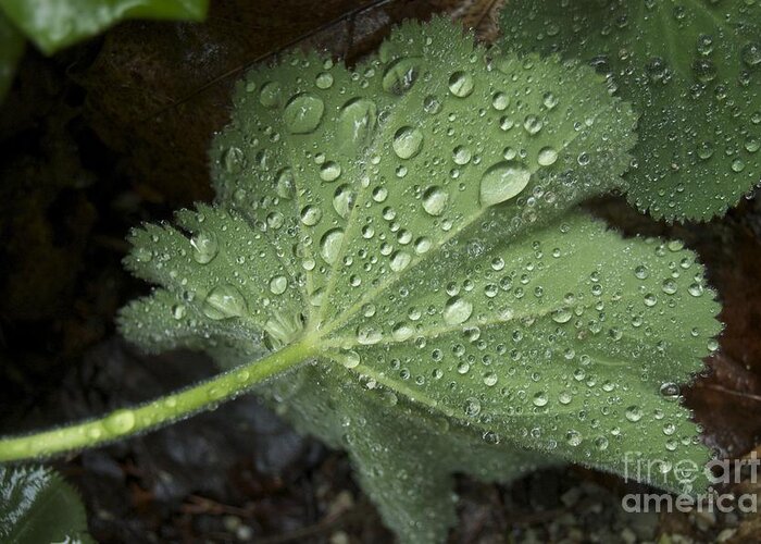 Leaf Greeting Card featuring the photograph Morning Rain by Danielle Scott
