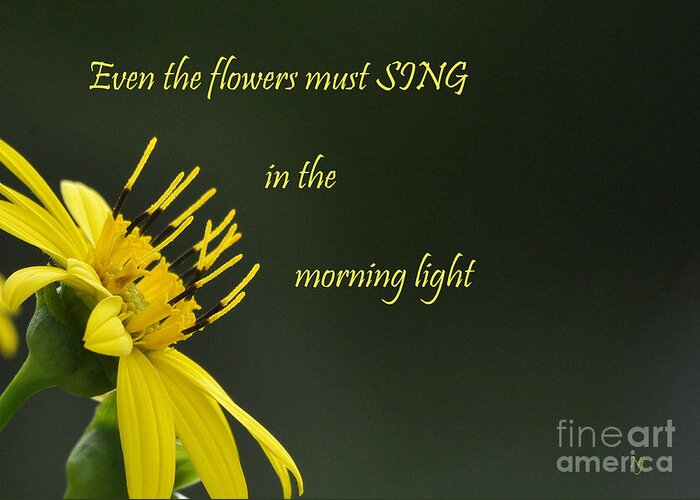 Flower Greeting Card featuring the photograph Morning Song by Nava Thompson