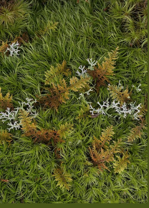 Bryophyta Greeting Card featuring the photograph Moss And Lichen by Daniel Reed